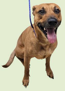 Rescue Redbone Coonhound Dogs for Adoption in New Castle, Indiana - Jitter Bug | PetCurious