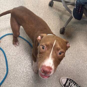Rocket -  Mixed Breed Dog for Adoption in Englewood, Florida - Rocket | PetCurious