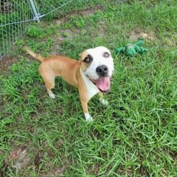 Timon -  Mixed Breed Dog for Adoption in Umatilla, Florida - Timon | PetCurious