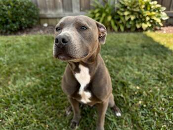 Drogo -  Pit Bull Terrier Dog Available for Adoption in Sebastian, Florida - Drogo | PetCurious