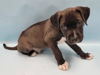 Jared -  Labrador Retriever and Mixed Breed Dog for Adoption in Minneapolis, Minnesota - Jared | PetCurious