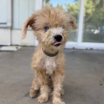 Marshall -  Mixed Breed Dog for Adoption in Keaau, Hawaii - Marshall | PetCurious