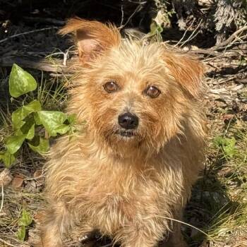 Raggedy Ann -  Yorkshire Terrier and Chihuahua Dog for Adoption in Hondo, Texas - Raggedy Ann | PetCurious
