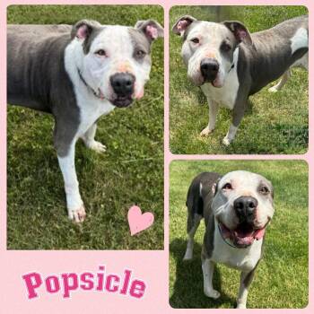 Rescue Pit Bull Terrier Dogs for Adoption in Mokena, Illinois - Popsicle | PetCurious