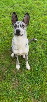 ClaraBell -  Cattle Dog Dog for Adoption in Camden, Tennessee - ClaraBell | PetCurious