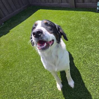 Baur 3375 -  Collie and Mixed Breed Dog for Adoption in Loxahatchee Groves, Florida - Baur 3375 | PetCurious