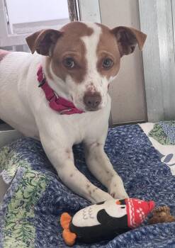 Phineas -  Parson Russell Terrier Dog for Adoption in Berkeley, California - Phineas | PetCurious