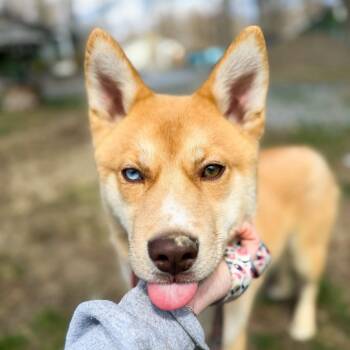 Mixed Breed Dogs Available for Adoption - Ozzy | PetCurious