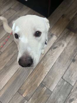 Palmer -  Siberian Husky and Labrador Retriever Dog for Adoption in Cedar Crest, New Mexico - Palmer | PetCurious