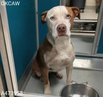 Pit Bull Terrier and Mixed Breed Dogs Available for Adoption in Oklahoma City, Oklahoma - PEACH | PetCurious