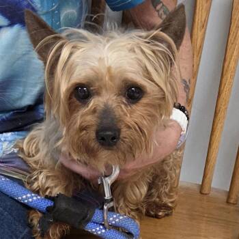 Tiny -  Yorkshire Terrier Dog for Adoption in Camden, Delaware - Tiny | PetCurious