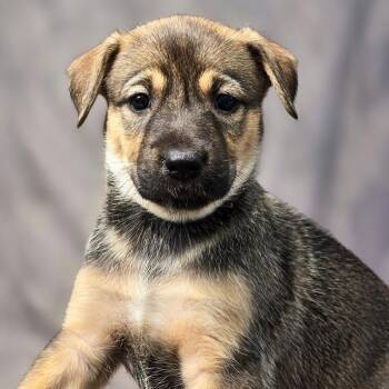 Shepherd and Boxer Dogs Available for Adoption in San Diego, California - Chicago Pup - Wildcats | PetCurious
