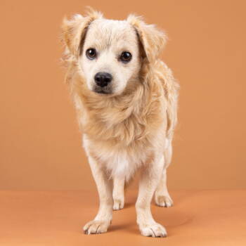 Rescue Pomeranian and Dachshund Dogs for Adoption in Palo Alto, California - Boogey | PetCurious