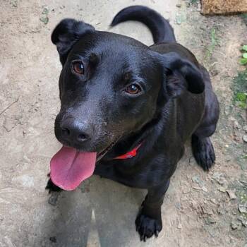 Serenity -  Black Labrador Retriever and Mixed Breed Dog for Adoption in Abbotsford, British Columbia - Serenity | PetCurious