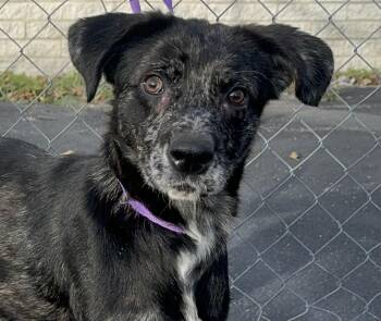 Rescue Australian Cattle Dog Blue Heeler Dogs for Adoption in Shorewood, Illinois - Skye | PetCurious