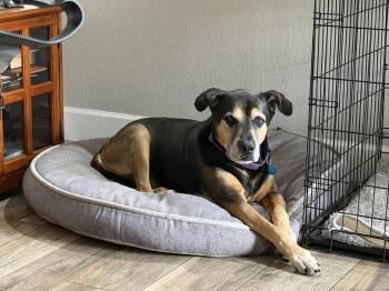 BUCK #3 -  Rottweiler Dog for Adoption in Chandler, Arizona - BUCK #3 | PetCurious