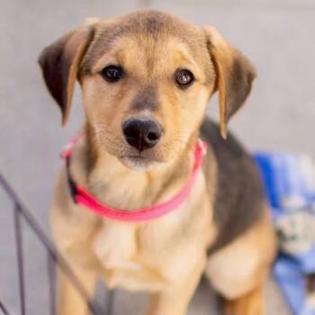 Australian Shepherd Dogs Available for Adoption - Hannah | PetCurious