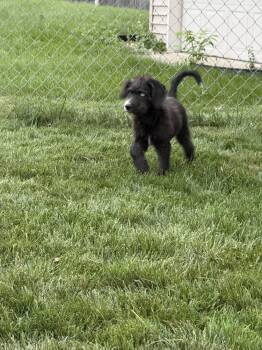 Biscuit -  Poodle Dog for Adoption in South Bend, Indiana - Biscuit | PetCurious