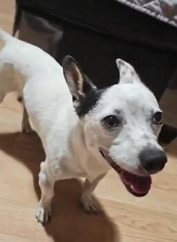 Bill -  Chihuahua and Jack Russell Terrier Dog for Adoption in Boston, Massachusetts - Bill | PetCurious