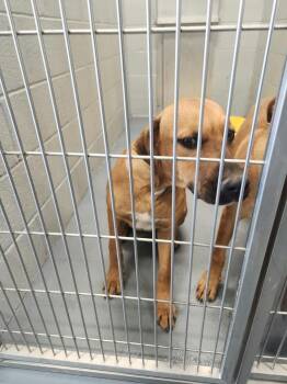 Picachu -  Hound Dog for Adoption in Kingman, Arizona - Picachu | PetCurious