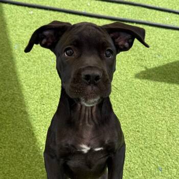 Faebel 8763 -  Cane Corso Dog for Adoption in Loxahatchee Groves, Florida - Faebel 8763 | PetCurious