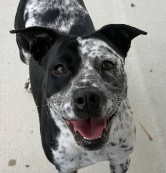 Bindy -  Australian Cattle Dog Blue Heeler and American Staffordshire Terrier Dog for Adoption in Georgetown, Kentucky - Bindy | PetCurious