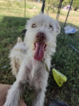 Princess Summer -  Terrier and Schnauzer Dog for Adoption in San Antonio, Texas - Princess Summer | PetCurious
