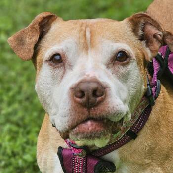 Pit Bull Terrier Dogs Available for Adoption in Framingham, Massachusetts - Cali | PetCurious