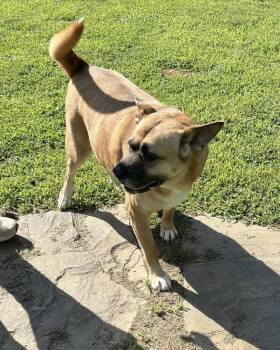 Princess -  Akita and Dutch Shepherd Dog for Adoption in Sanford, North Carolina - Princess | PetCurious