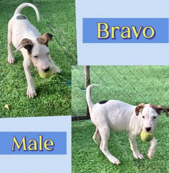 Bravo -  Hound Dog for Adoption in Manchester, Connecticut - Bravo | PetCurious