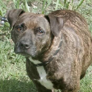 Rescue Mixed Breed Dogs for Adoption in Gloucester, Virginia - Monkey | PetCurious