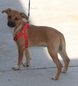 Ben -  Feist and Mixed Breed Dog for Adoption in Stuarts Draft, Virginia - Ben | PetCurious
