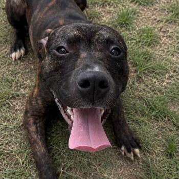 Richard -  Mixed Breed Dog for Adoption in Warren, Ohio - Richard | PetCurious