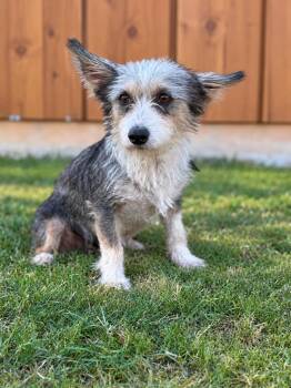 Lucia -  Yorkshire Terrier Dog for Adoption in Helotes, Texas - Lucia | PetCurious