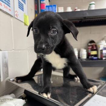 Terrier Dogs Available for Adoption in Birmingham, Alabama - Sleepy | PetCurious