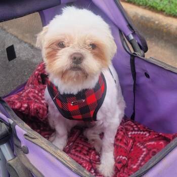 Rescue Shih Tzu Dogs for Adoption in Brownsboro, Alabama - Tootie | PetCurious