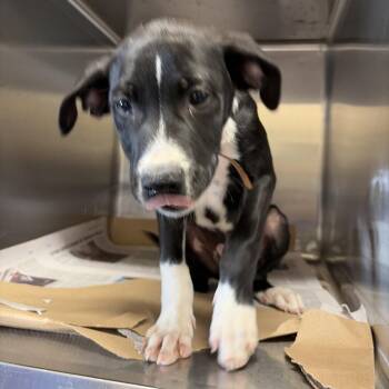 Tx4075 Fez -  Mixed Breed Dog for Adoption in Port Washington, New York - Tx4075 Fez | PetCurious