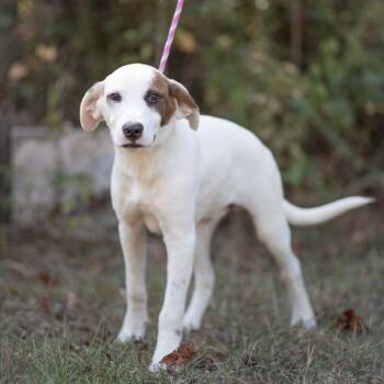 Rescue Mixed Breed Dogs for Adoption in Hyde Park, New York - Pinto | PetCurious