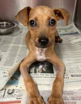 Koda -  Mixed Breed Dog for Adoption in West Chester, Pennsylvania - Koda | PetCurious