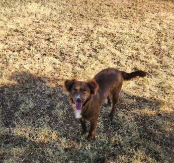 Izzy -  Australian Shepherd Dog for Adoption in Grafton, Wisconsin - Izzy | PetCurious