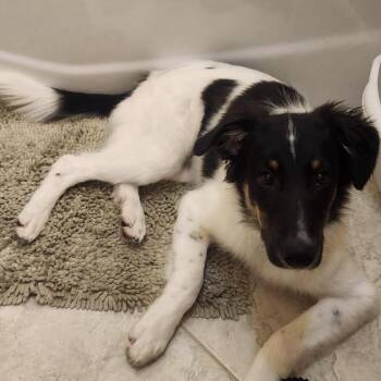 Koda -  Rough Collie and Australian Shepherd Dog for Adoption in Brockport, New York - Koda | PetCurious