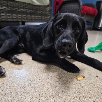 Charleston -  Black Labrador Retriever Dog for Adoption in Sunderland, Maryland - Charleston | PetCurious