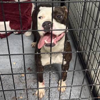 Panang Curry -  Pit Bull Terrier Dog for Adoption in St. Louis, Missouri - Panang Curry | PetCurious