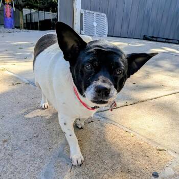 Beatrice -  Terrier Dog for Adoption in Wake Forest, North Carolina - Beatrice | PetCurious