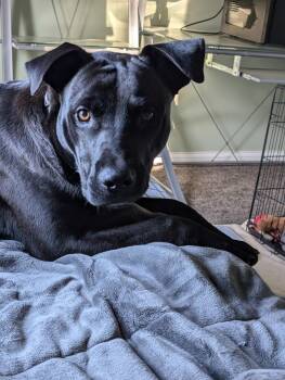 Rescue Mixed Breed Dogs for Adoption in Sioux Falls, South Dakota - Hendrix | PetCurious