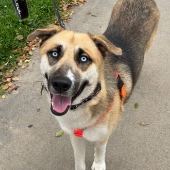Pulisic -  German Shepherd Dog and Siberian Husky Dog for Adoption in Los Angeles, California - Pulisic | PetCurious