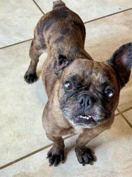 Bristol -  French Bulldog Dog for Adoption in Lacon, Illinois - Bristol | PetCurious