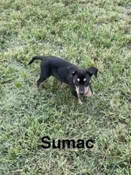 Sumac -  Mixed Breed Dog for Adoption in Topeka, Kansas - Sumac | PetCurious