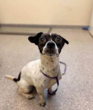 Tizzy -  Rat Terrier and Mixed Breed Dog for Adoption in Disputanta, Virginia - Tizzy | PetCurious