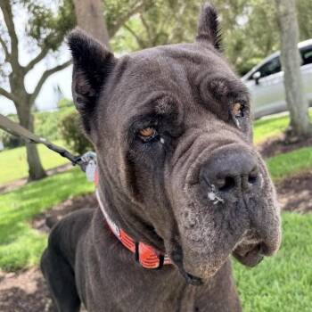 Jala -  Cane Corso Dog for Adoption in West Palm Beach, Florida - Jala | PetCurious